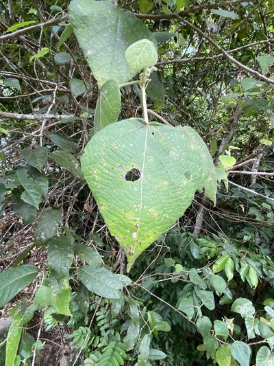 Macaranga involucrata, photographed by Greg Tasney
