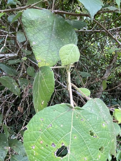Macaranga involucrata, photographed by Greg Tasney