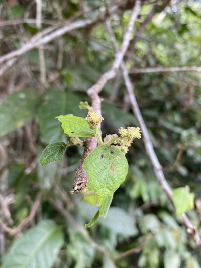 Macaranga involucrata, photographed by Greg Tasney