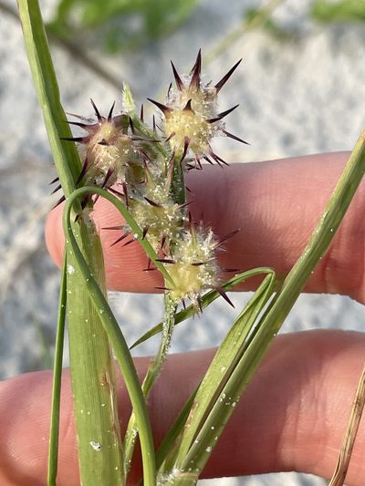 Cenchrus tribuloides, photographed by Bobby McCabe