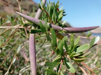 Periploca angustifolia, photographed by Cristina Villaverde