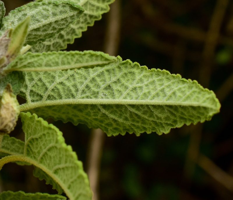 Lepechinia salviae, photographed by Nicolás Villaseca Merino