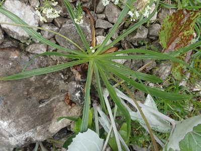 Plantago atrata, photographed by agujaceratops