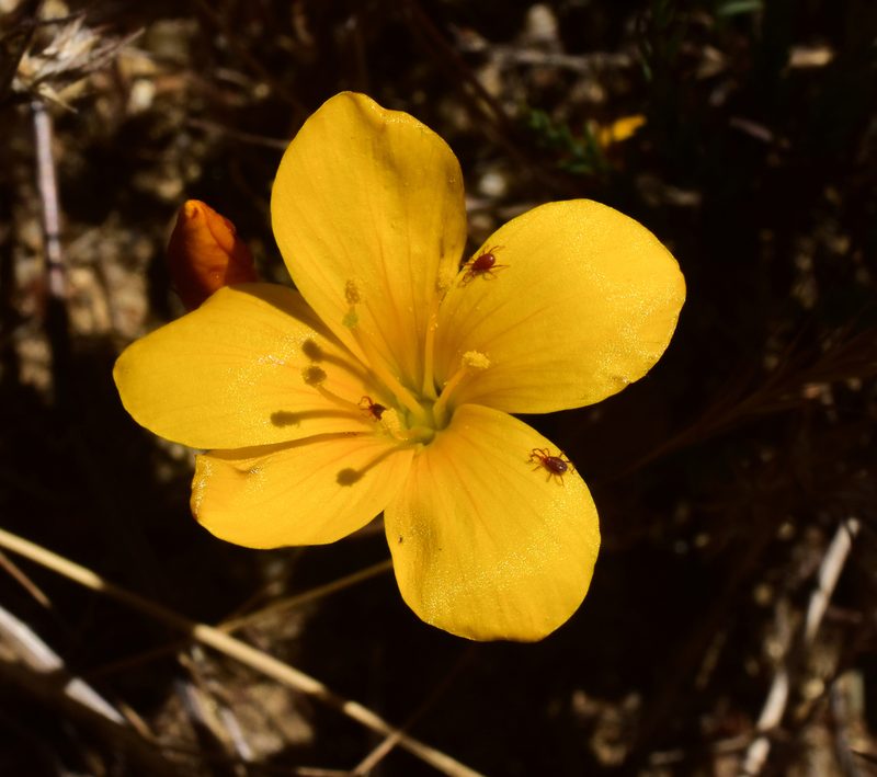 Linum macraei, photographed by Nicolás Villaseca Merino