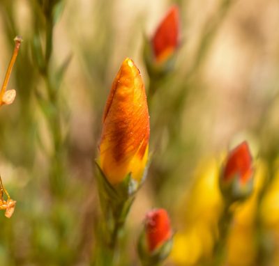 Linum macraei, photographed by Nicolás Villaseca Merino
