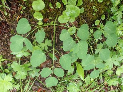 Laserpitium latifolium, photographed by agujaceratops