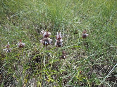 Monarda clinopodioides, photographed by Sam Kieschnick