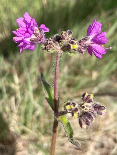 Mirabilis oxybaphoides, photographed by lejones417