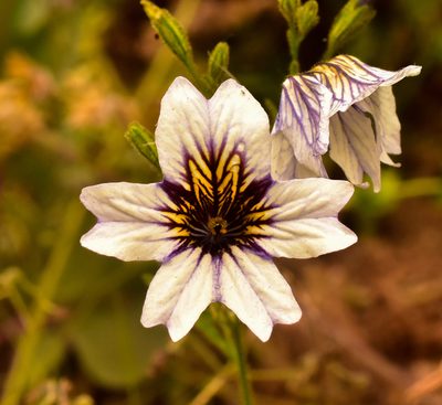 Salpiglossis sinuata, photographed by Nicolás Villaseca Merino