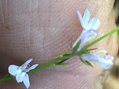 Lobelia nuttallii, photographed by Becky Dill