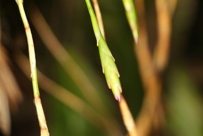 Tillandsia complanata, photographed by Andrés Ramírez-Barrera