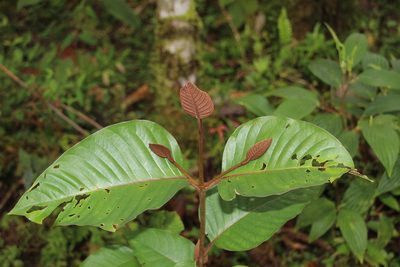Vismia baccifera, photographed by Andrés Ramírez-Barrera