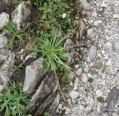 Plantago atrata, photographed by agujaceratops