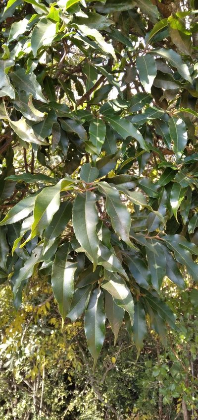 Prunus africana, photographed by Rosemary Harrison