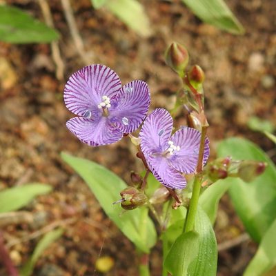 Murdannia striatipetala, photographed by Paulmathi Vinod