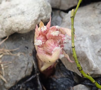 Petasites paradoxus, photographed by agujaceratops