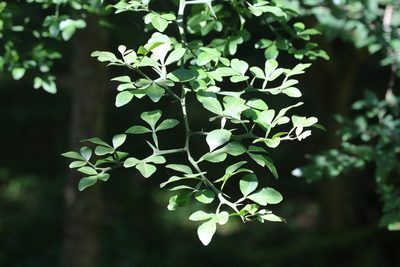 Citrus trifoliata, photographed by Andy Jordan