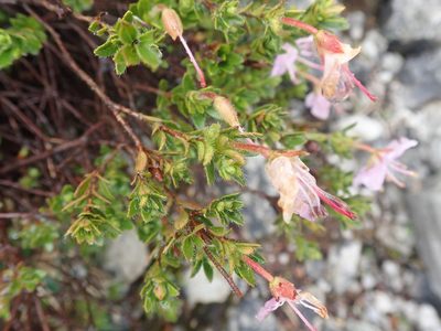 Rhodothamnus chamaecistus, photographed by agujaceratops