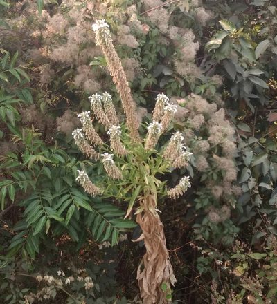 Lobelia nicotianifolia, photographed by Ajit Ampalakkad