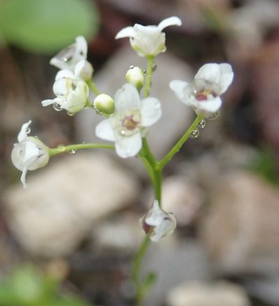 Kernera saxatilis, photographed by agujaceratops