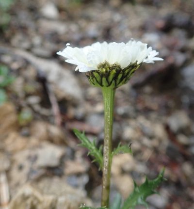 Leucanthemum halleri, photographed by agujaceratops