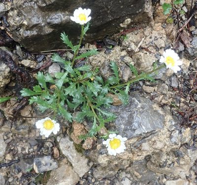 Leucanthemum halleri, photographed by agujaceratops