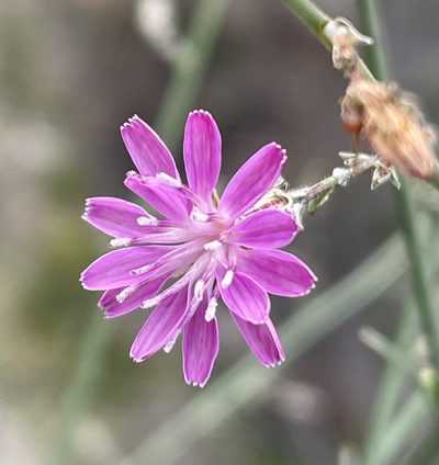 Stephanomeria elata, photographed by Irene