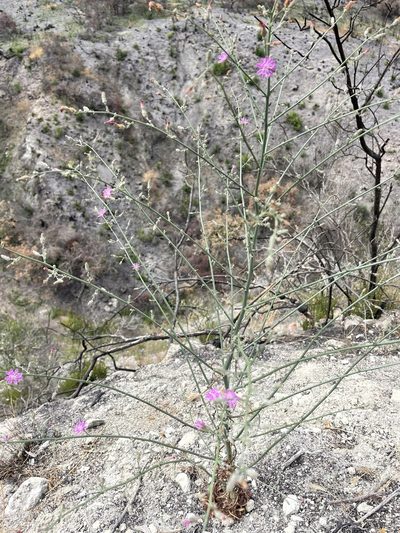 Stephanomeria elata, photographed by Irene