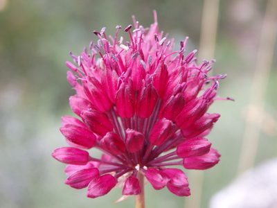 Allium sphaerocephalon, photographed by Carminda Santos