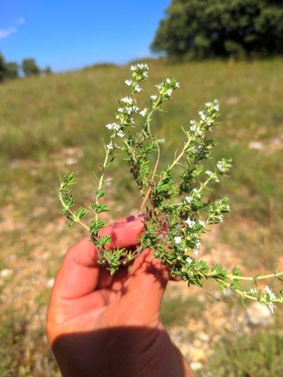 Thymus zygis, photographed by Denys Vynokurov