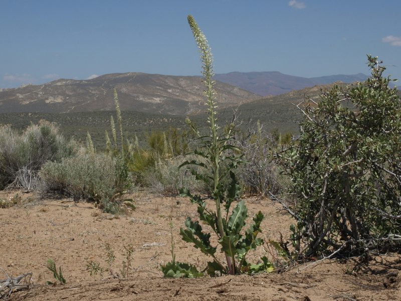 Thelypodium milleflorum, photographed by Jim Morefield