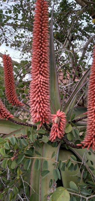 Aloe candelabrum, photographed by Rosemary Harrison