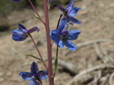 Delphinium andersonii, photographed by Jim Morefield