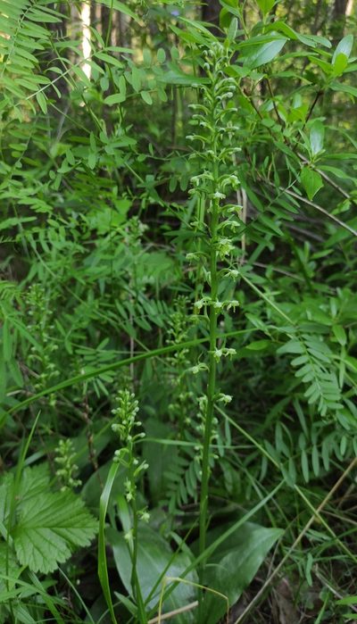 Platanthera fuscescens, photographed by Юлия