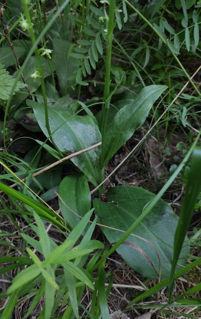 Platanthera fuscescens, photographed by Юлия