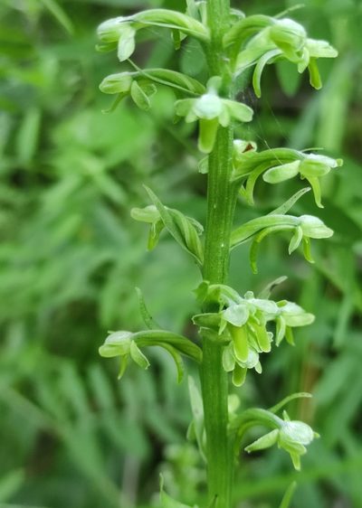 Platanthera fuscescens, photographed by Юлия