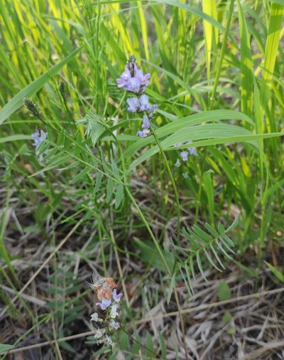 Oxytropis glabra, photographed by Юлия