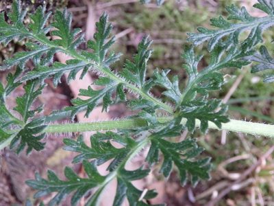 Thapsia minor, photographed by Carminda Santos