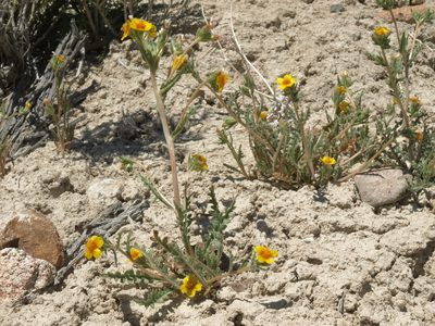 Mentzelia veatchiana, photographed by Jim Morefield