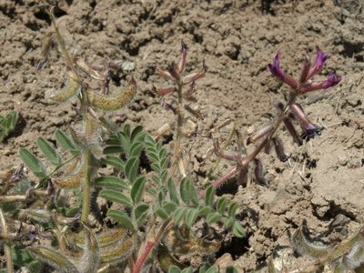 Astragalus malacus, photographed by Jim Morefield