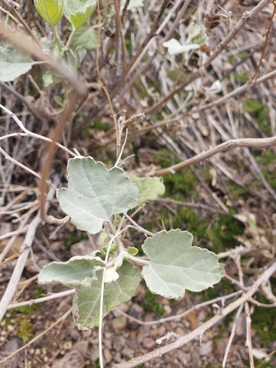 Ambrosia cordifolia, photographed by Daniel
