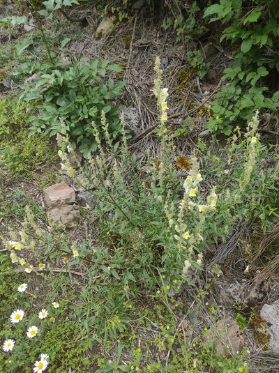 Antirrhinum braun-blanquetii, photographed by J. Magaz-Molina