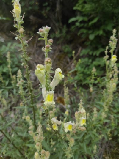 Antirrhinum braun-blanquetii, photographed by J. Magaz-Molina
