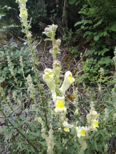 Antirrhinum braun-blanquetii, photographed by J. Magaz-Molina
