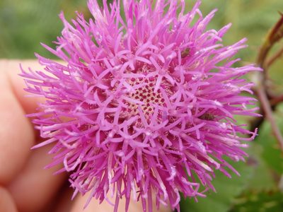 Cirsium filipendulum, photographed by Carminda Santos