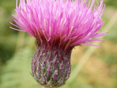 Cirsium filipendulum, photographed by Carminda Santos