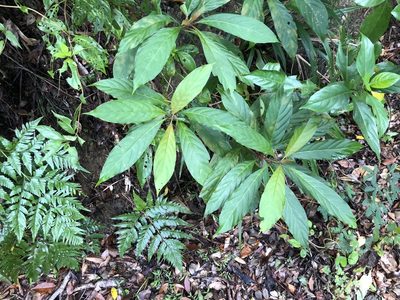 Wendlandia formosana, photographed by Cheng-Tao Lin