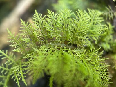 Thuidium urceolatum, photographed by Serenella Linares