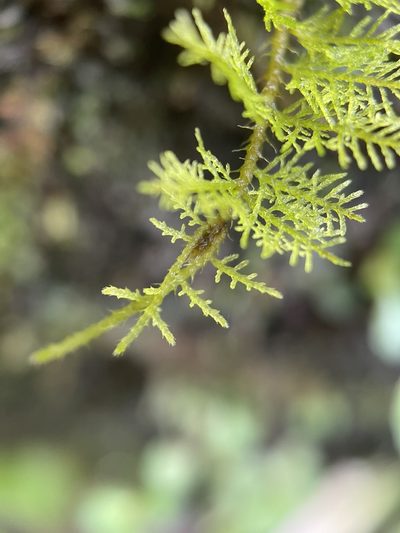 Thuidium urceolatum, photographed by Serenella Linares