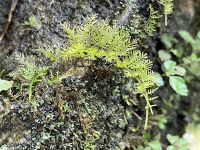 Thuidium urceolatum, photographed by Serenella Linares